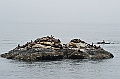 Alaska Wildlife-7
